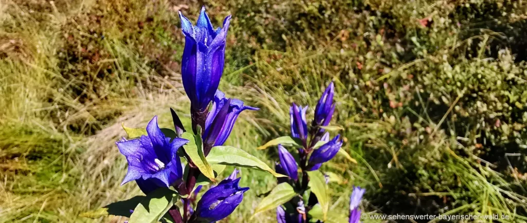 Naturbilder aus Deutschland, Österreich und Schweiz Alpen Blumen Enzian