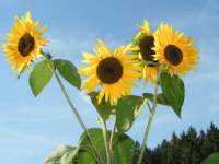 Naturbilder Sonnenblume Bayerischen Wald